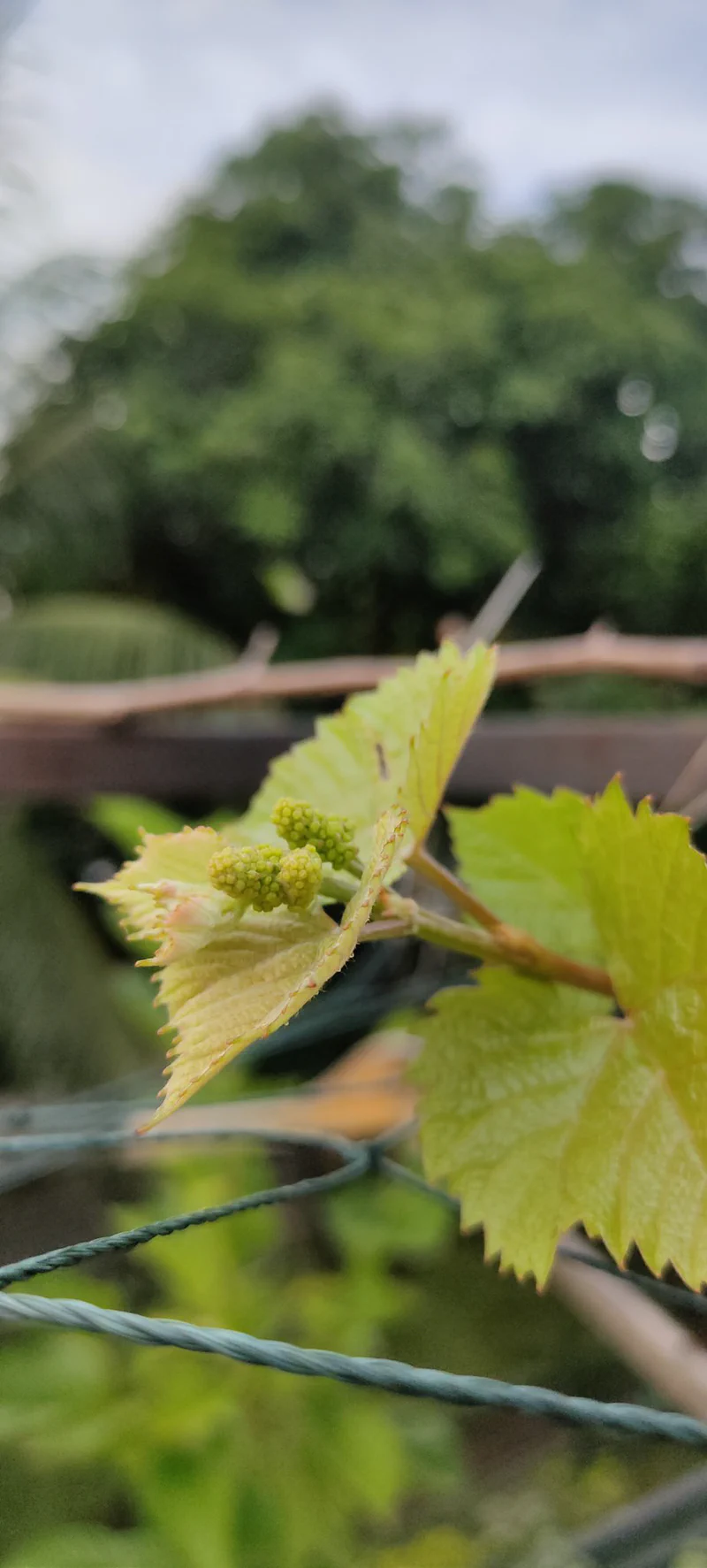 Bunga Anggur Jupiter