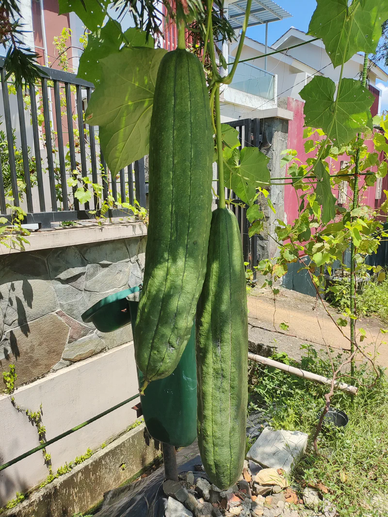 Buah Luffa Aegyptica