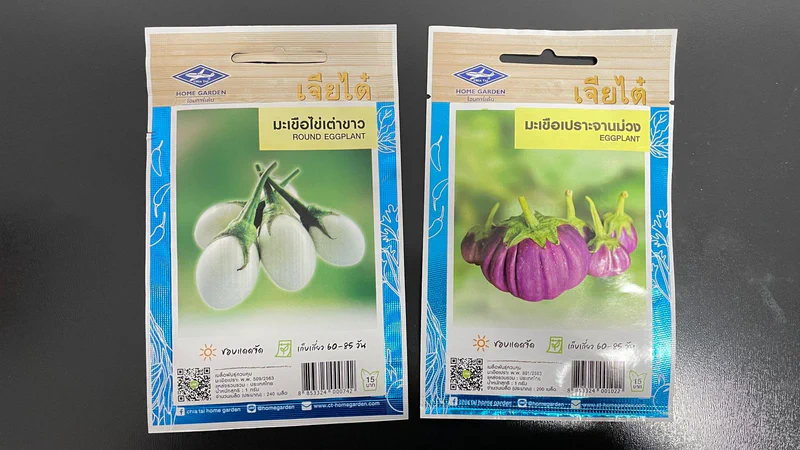 Benih Terung dari Thailand